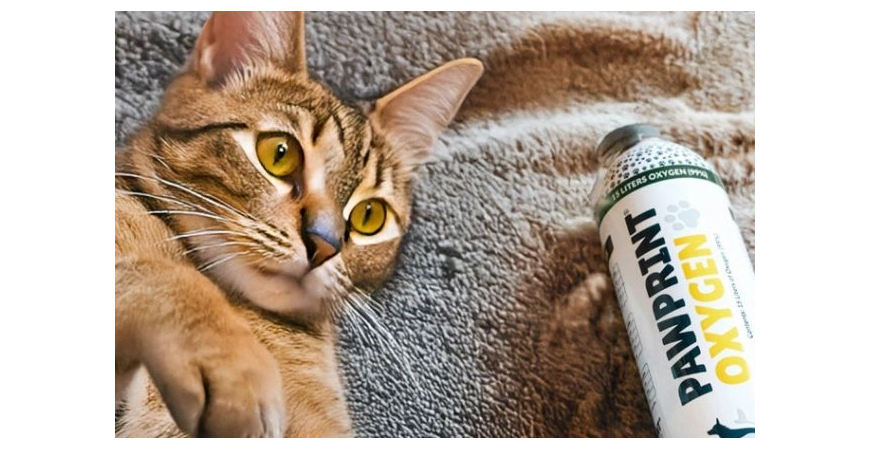 Is Your Cat Struggling to Breathe? Here’s How to Spot the Signs and What You Can Do