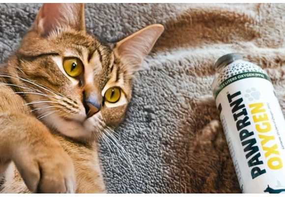 Is Your Cat Struggling to Breathe? Here’s How to Spot the Signs and What You Can Do