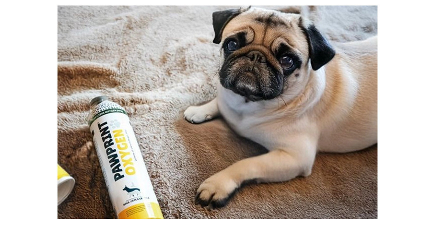 When your dog struggles to breathe: how to recognise the signs and understand if they belong to a more sensitive breed