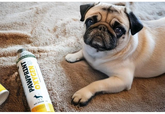 When your dog struggles to breathe: how to recognise the signs and understand if they belong to a more sensitive breed